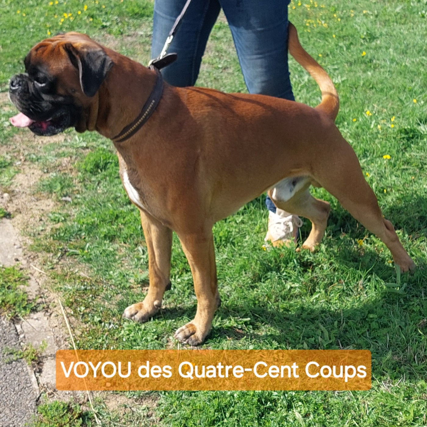 VOYOU Des Quatre Cent Coups